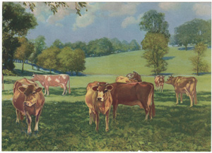 Vintage Calendar Art cows, cattle, livestock, farm life, etc.